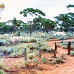 Kanowna Cemetery - Tailings mounds of mining activity (per Kevin Coate 2000)